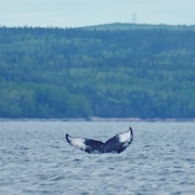 La baleine Tic Tac Toe plonge dans l'eau.