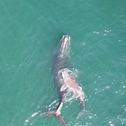 Une baleine adulte et son bébé nagent côte à côte.