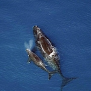Deux baleines noires dans l'eau