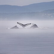 Plusieurs baleines en action dans la baie de Tadoussac.