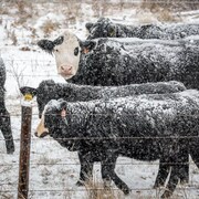 Des vaches aux dos recouverts de neige, derrière une clôture.