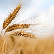On voit des épis de blé à maturité, en gros plan, dans un champ.