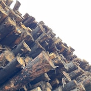 Des billots de bois brûlé. 