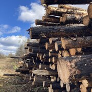 Des troncs d'arbres brûlés empilés le long d'une route.