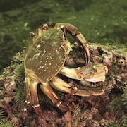 Un crabe en train de se nourrir.