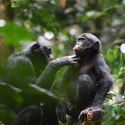 Femelle bonobo adulte de la population de Kokolopori toilettant un adolescent mâle d'un groupe voisin. 