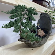Un bonsaï est placé sur une tablette en bois.