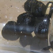 Une douzaine de billes noire dans un bocal de verre posé à l'horizontale