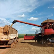 Des fèves de soya sont transvidées dans un camion à Campo Verde, dans l'État de Mato Grosso, au Brésil. 