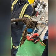 L'extrémité du câble tranché net.