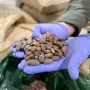 Des fèves de cacao dans les mains d’une personne, le 29 février 2024.