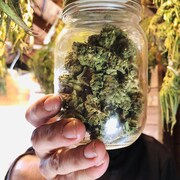 Selon les plus récentes données de Statistique Canada, 61% des Canadiens continue d’acheter ou consommer du cannabis illégal.