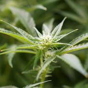 Une feuille de cannabis à dominance Indica d'une variété appelée Violator Kush.