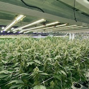 Des plants de cannabis.