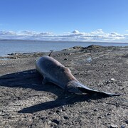 Une carcasse de baleine sur le rivage près du fleuve Saint-Laurent.