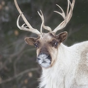 La tête d'un caribou photographié dans la nature.
