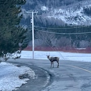 Un caribou sur un chemin asphalté.