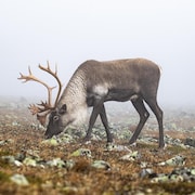 Un caribou forestier mâle aperçu en train de paître en Gaspésie.