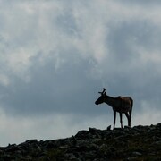 On voit de profil un jeune caribou sur un terrain rocheux. Le ciel est nuageux. 