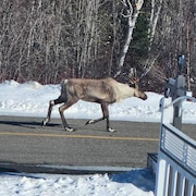 Un caribou sur une route.