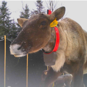 Un caribou forestier porte une étiquette sur une oreille ayant le numéro 41. Il a aussi un collier télémétrique autour du cou.
