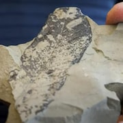Un chercheur tient un fossile sur une photo non datée.