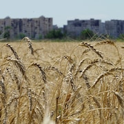 Un champ de blé près de Marioupol, dans la région de Donetsk.