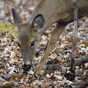 Un cerf de Virginie debout dans les feuilles mortes penche la t&ecirc;te vers le bas.
