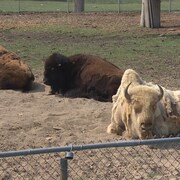 Des animaux couchés à l'extérieur dans un enclos.
