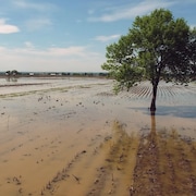 Un arbre au milieu d'un champ agricole inondé.
