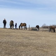 Les familles et clients du Champêtre County peuvent aussi aussi les animaux de ferme durant leur visite, dont les chevaux. 