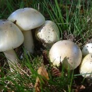 Un groupe de champignons blancs dans les herbes