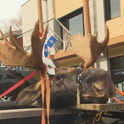 Une tête d'orignal mort.