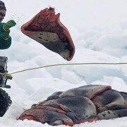 Un chasseur sur la banquise empile des peaux de phoques.