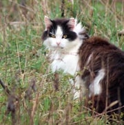 Un chat dans un champ d'herbe
