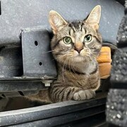 Un chat dans un camion.