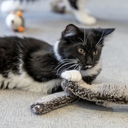 Un chat joue avec un jouet.
