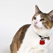 Une Magogoise fait face à la prison pour ne pas avoir payé la médaille de son chat, requise par la SPA. On voit ici un chat qui porte une médaille rouge. 