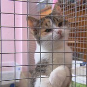 Un chat dans un refuge pour animaux