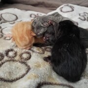 Quatre petits chatons blottis un contre l’autre sur une couverture