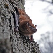 Une chauve-souris brune sur l'écorce d'un arbre, la tête en bas.