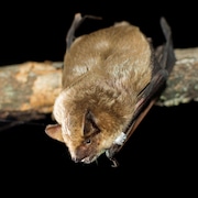 Une chauves-souris Eptesicus serotinus.