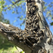 Des dizaines de chenilles rassemblées sur un tronc d'arbre.