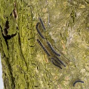 Des dizaines de chenilles se déplacent sur un tronc d'arbre.