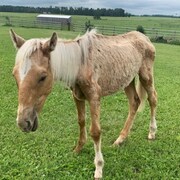 Un cheval malnutri saisi en Alberta par la Société pour la prévention de la cruauté envers les animaux (juillet 2022).
