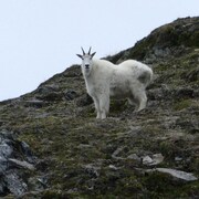 Une chèvre de montagne se tient sur le flanc d'une colline escarpée.