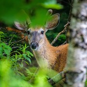 Un chevreuil apparaît à moitié camouflé dans des buissons et derrière un bouleau.