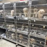 Des chiens dans une cage.
