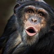 Un chimpanzé commun.