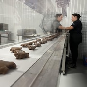 Une chaîne d'assemblage de chocolats.